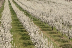 5-may